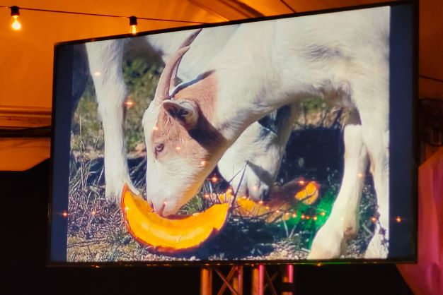 A large screen tv showing an animal eating a banana.