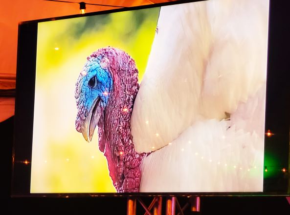 A turkey is standing in front of a screen.